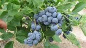 Blueberry Extract